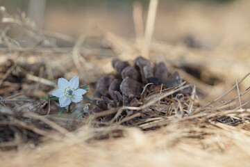 木陰で咲くセツブンソウ1輪(4)