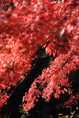 カラフルに色づいた楓の葉たち(東京都_石神井公園)