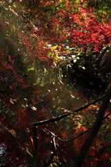 カラフルに色づいた楓の葉たち(東京都_石神井公園)