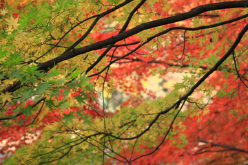 カラフルに色づいた楓の葉たち(東京都_石神井公園)