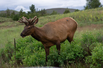 Rustic Roots Photography