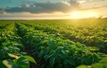 healthy green plants stretching across the field. The composition emphasizes the thriving agricultural landscape
