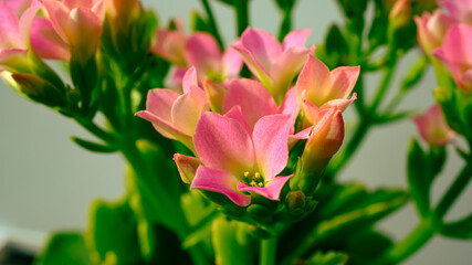 ピンクのカランコエ