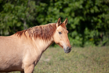 Horse in pasture, American mustang in California