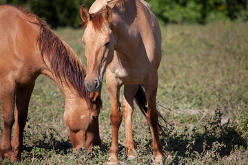 Naklejka premium Wild mustangs, Return to Freedom Sanctuary, California USA