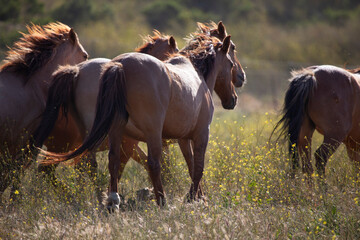 Herd of horses running together in pasture