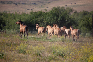 Stallion and herd of mustangs running. Wild horses in field
