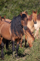 Dun stallion and herd of mustangs. Wild horses in field