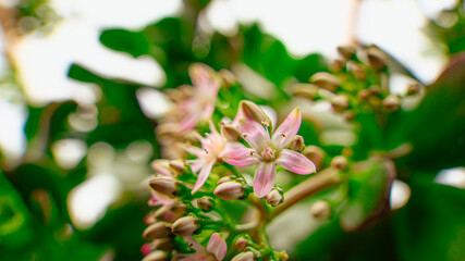 Obraz premium 金のなる木の花