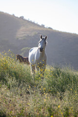 Grey white horse in meadow, wild mustang in America