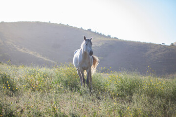 Grey white horse in meadow, wild mustang in America