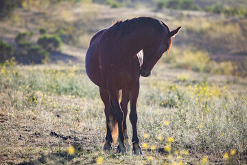 Wild horse grooming itself in field