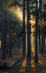 Morning in the forest. The sun's rays penetrate the tree branches. Good autumn weather for walks in...