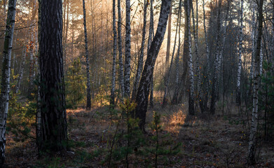 Morning in the forest. The sun's rays penetrate the tree branches. Good autumn weather for walks in nature.
