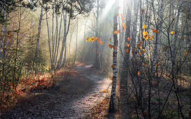 Obraz premium The sun's rays break through the tree branches. Morning in the forest or park. Walking outdoors.