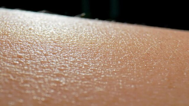 In macro video, arm surface skin reveals epidermal layers, sweat glands, and fine hair follicles, showcasing the body's protective and thermoregulatory functions. 4K.
