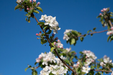 Blooming apple tree branches white flowers green leaves blue sky background close up, beautiful cherry blossom, sakura garden, spring orchard, summer sunny day nature, floral border frame, copy space