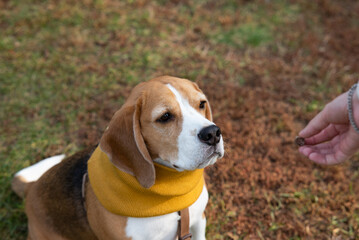 A beagle dog in a knitted hat and scarf is lying on the sofa. Cozy warm home environment. Autumn concept.