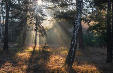 Morning in the forest. The sun's rays penetrate the tree branches. Good autumn weather for walks in...