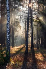Keuken spatwand met foto Morning in the forest. The sun's rays penetrate the tree branches. Good autumn weather for walks in nature. © Mykhailo
