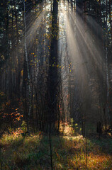 Morning in the forest. The sun's rays penetrate the tree branches. Good autumn weather for walks in nature.