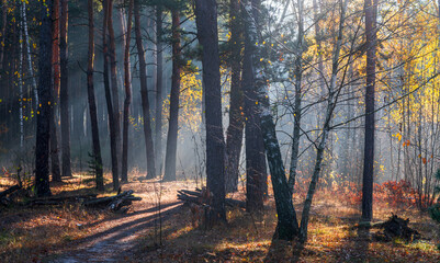 The sun's rays break through the tree branches. Morning in the forest or park. Walking outdoors.