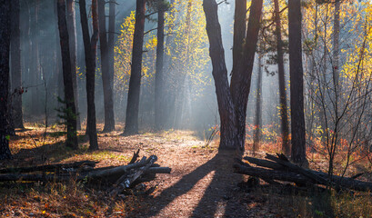 The sun's rays break through the tree branches. Morning in the forest or park. Walking outdoors.