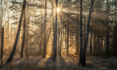 Morning in the forest. The sun's rays penetrate the tree branches. Good autumn weather for walks in...