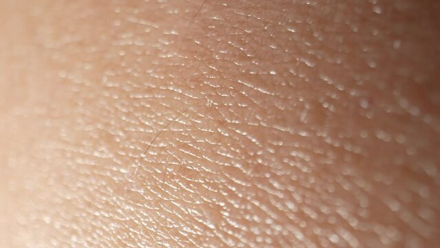 The arm's surface, a universe in itself. In macro, witness the labyrinth of fine lines, hair follicles, and the ever-changing topography. 4K.
