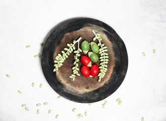 Green and red palm fruits (buah palem) on wooden plate with top view and white background