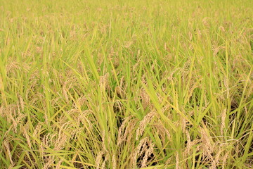 収穫間近の稲穂