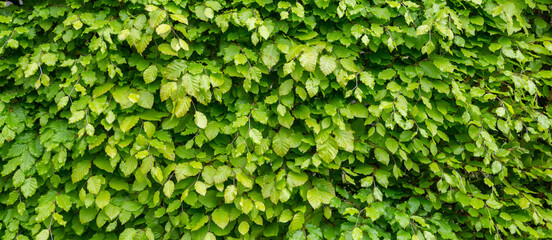 panorama of green leaves texture and natural background