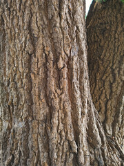 Background of Roughness Bark Texture of the Old Big Tree Trunk in Vertical frame