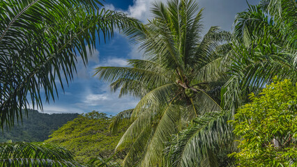 Lush tropical vegetation against a background of blue sky and clouds. The crowns of palm trees and...