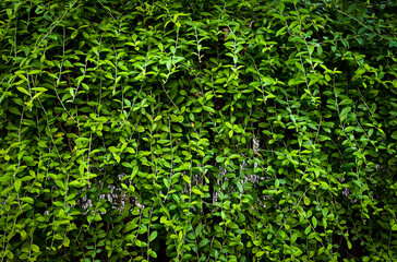 Dark green botanical wall leaves with vignette background isolated on horizontal ratio photography...