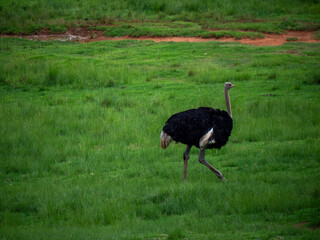 Une autruche adulte marchant dans la nature
