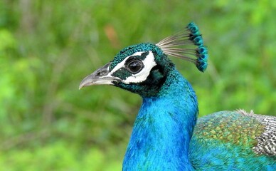 Obraz premium portrait of a peacock