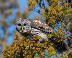 Barred Owl
