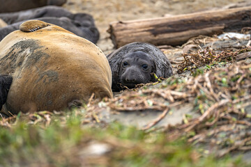 Newborn elephant seal pups lie next to their mother, Drakes Beach, California.