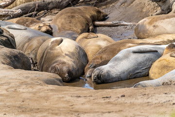 Elephant seals rest on the beach, Año Nuevo State Park, California