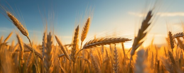 Sky at sunset with wheat growing