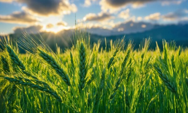 Des &eacute;pis de bl&eacute; vert jeune en gros plan, avec un ciel bleu clair en arri&egrave;re-plan.