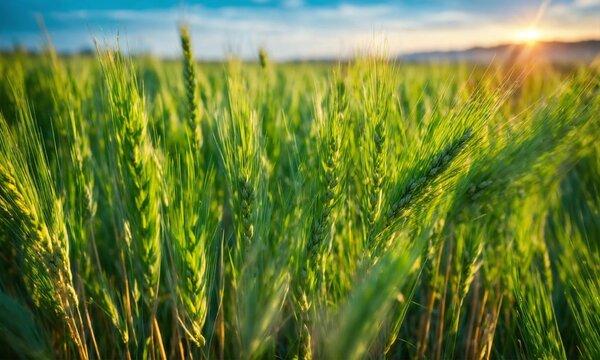 Des &eacute;pis de bl&eacute; vert jeune en gros plan, avec un ciel bleu clair en arri&egrave;re-plan.