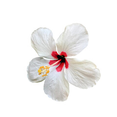 White hibiscus on isolated background
