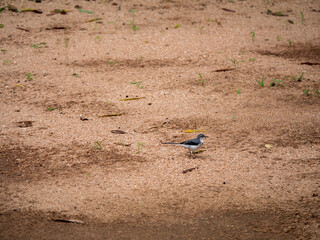 Gros plan d'un oiseau bleu et blanc marchant sur le sable