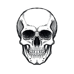 human skull on black