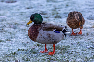 A close up of a male mallard duck standing on frosty grass, with a female out of focus behind