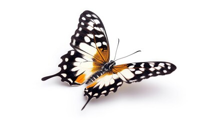 butterfly on isolated white background.