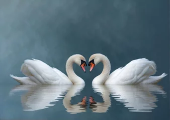 Foto op Aluminium Love swans making a heart on misty water © Tuan