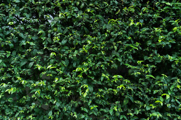Green leaves pattern background, Closeup nature of fresh green leaf background.